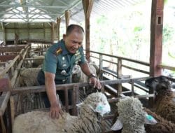 Lewat Peternakan Domba, Danrem 081/DSJ Hasilkan Inovasi dan Kreativitas untuk Sektor Pertanian