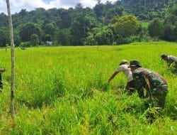 Lahan Tidur Milik Warga Dibuat Produktif Oleh Satgas TMMD ke 120 Kodim 0911/Nunukan