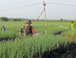Budidaya Bawang Merah, Serka Suminto Mampu Raup Rp 30 Juta Sekali Panen