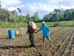 TNI Bantu Petani Basmi Hama Ulat Jagung