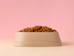 Impressive Growth of Cat Food Sales in Indonesia’s E-commerce