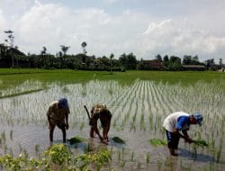 Dukung Program Ketahanan Pangan Nasional, Sertu Mila Bantu Petani