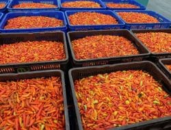 Kementan Pastikan Stok Cabai Aman hingga Akhir Tahun