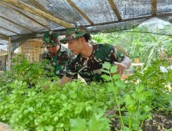 Satgas TMMD Kodim 1010/Tapin Bantu Perawatan Tanaman Seledri