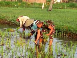 Kesejahteraan Petani Kunci Keberhasilan Program Ketahanan Pangan Nasional