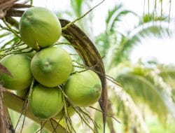 KOLTIVA Gabung Sustainable Coconut Partnership (SCP), Pimpin Langkah Inovatif untuk Industri Kelapa Berkelanjutan