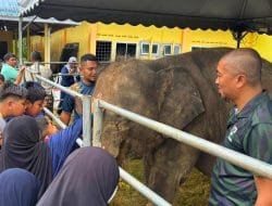 World Elephant Day Celebration 2024: Fostering Coexistence between Humans and Elephants in Johor for Future Generations