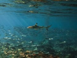 Banwa Private Island, One of Only 10 Places in Philippines Declared as Important Shark and Ray Areas