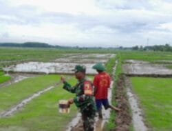 Babinsa Sembung Dampingi Pemupukan Benih Padi Demi Ketahanan Pangan Nasional