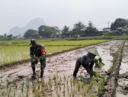 Cegah Keterlambatan Masa Tanam, Serda Yudi Bantu Petani di Desa Binananya