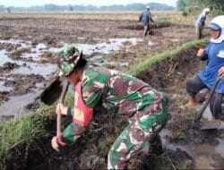 Tingkatkan Hanpangan, Babinsa Koramil 0801/03 Arjosari Bantu Olah Lahan Sawah