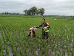 Target LTT Januari Selesai, Ini Persentase Tertinggi dan Terluas di Jajaran Korem 081/DSJ