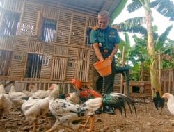 Dukung Program Nasional, Denhubrem 081/DSJ Budidaya Ayam dan Ikan