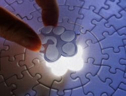 Confirmed! PAWS is Set for March 2025 Listing, Airdrop, and Price Prediction!