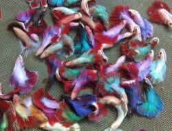 Petani Ikan Hias Kota Kediri Sukses budidaya Ikan Cupang Ekspor ke Dubai dan Singapura