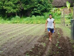 Tingkatkan Ekonomi Keluarga, Perwira TNI AD Tanam Sayuran dan Singkong