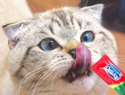 Cara Memberikan Treats Kucing yang Benar: Jangan Asal Kasih!