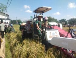 Berkat LTT, Produktivitas Padi di Ngawi Diprediksi Meningkat