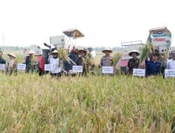 Pemkab Sidoarjo Ikuti Panen Raya Padi Serentak bersama Presiden di Desa Kemuning