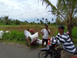 Petani Sirahan Kecewa, Gabah Mereka Masih Dibeli Tengkulak