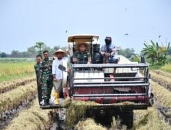 Bulog Mojokerto Raih Peringkat 1 Serapan Gabah dan Beras Tertinggi se-Jawa Timur