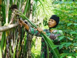 Budidaya Tebu, Prajurit TNI di Magetan Mampu Sejahterakan Keluarga dan Anggotanya