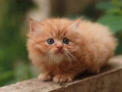 Kitten Persia Suka Apa? Tips Membuatnya Nyaman di Rumah