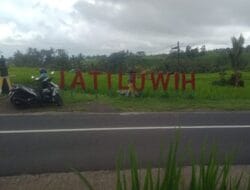 Tokoh Desa Adat Jatiluwih Protes ke Bupati Tabanan, Ada Apa?