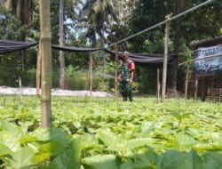 Pelestari Lingkungan, 150 Ribu Bibit Gayam dan Gondang Sertu Tarsipan Tersebar di Indonesia