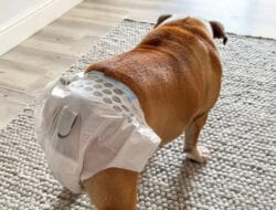 Tips Menjaga Kebersihan Rumah Saat Anjing Menstruasi