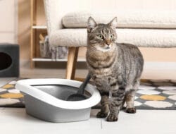 Cara Efektif Menggunakan Litter Box Kucing Jenis Terbuka di Dalam Rumah