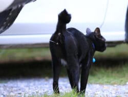 Kucing Pipis Sembarangan di Rumah Jadi Tanda Kucing Birahi