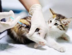 Panduan Makanan Kucing Setelah Vaksinasi