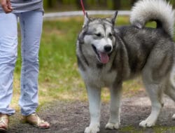 Rekomendasi Taman Kota Pet Friendly di Jakarta Cocok untuk Akhir Pekan
