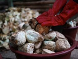 SOCFIN Bermitra dengan KOLTIVA untuk Tingkatkan Kepatuhan EUDR dan Dorong Praktik Rantai Pasok Berkelanjutan