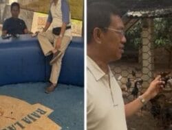 Raja Laut Farm Milik Anggota DPRD DKI Jakarta H. M Idris: Peternakan Ayam Bangkok Berkualitas, Bukan Tempat Judi Sabung Ayam