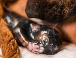 Kenali Sejak Dini Tanda-Tanda Anjing Akan Melahirkan!