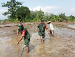 Babinsa Wanareja Dampingi Petani Tingkatkan Produksi Padi