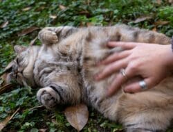 Ciri-Ciri Kucing Hamil dan Masa Kehamilan yang Perlu Diketahui Pemilik