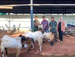 Berkah Idul Adha, BRI Tuban Berikan 6 Ekor Hewan Kurban