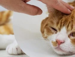 Tips Menghindari Kucing Sakit agar Tetap Aktif dan Bahagia