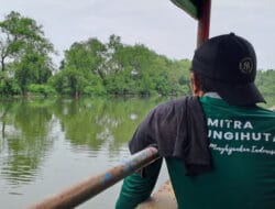 Surabaya hingga Semarang: Kota Pesisir yang Bangkit Lewat Hutan Mangrove