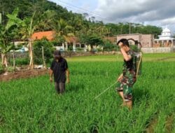 Demi Panen Melimpah, Babinsa dan Petani di Tulungagung Bersatu Melawan Hama