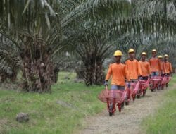 Holding Perkebunan Nusantara Intesifkan Produktivitas Melalui Peremajaan Sawit Berkelanjutan