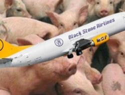 Menghindar dari Tanggungjawab, Asia Cargo Airlines Ajukan Banding atas Kematian Ratusan Ekor Babi