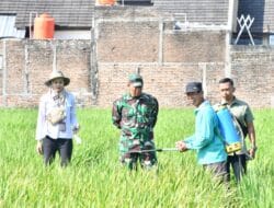 Hama Wereng Batang Cokelat Meluas, Kodim 0802/Ponorogo Tak Tinggal Diam