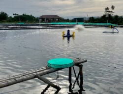 Membangun Masa Depan Akuakultur Berkelanjutan: Perjalanan Aquarev dan Para Petambak Kecil di Indonesia