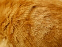 Perawatan Bulu Kucing Botak agar Tumbuh Lebat