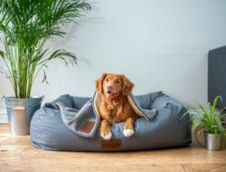 Cari Tahu Persiapan Adopsi Anjing di Rumah untuk Pemula