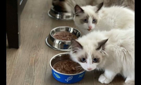 Pilihan Makanan Kucing Halal untuk Anabul Kesayanganmu